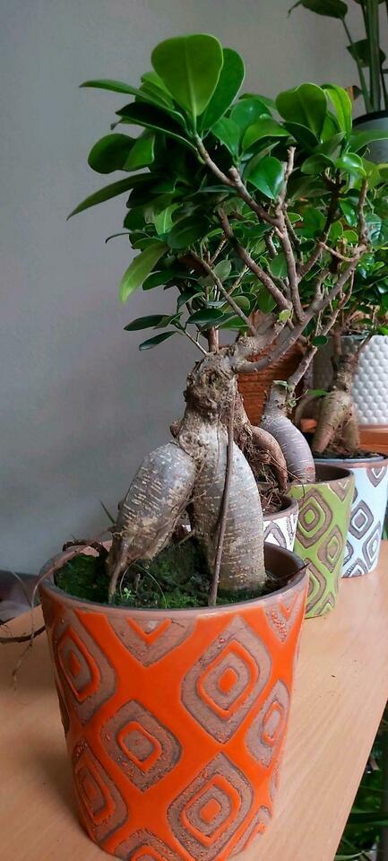 Ficus microcarpa „Ginseng“