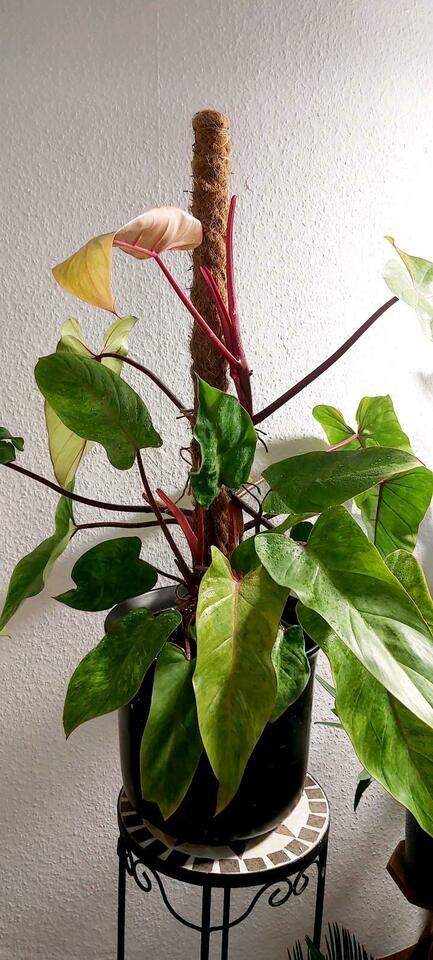 Philodendron "Painted Lady" (2 Pflanzen im Topf)