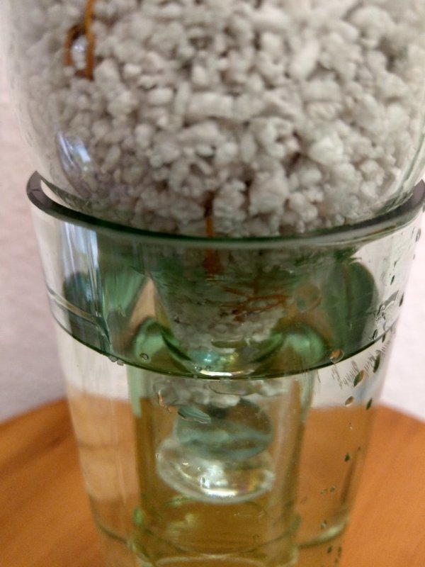 Bogenhanf (Sansevieria tr. hahnii) im Upcycling-Hydro-Glas