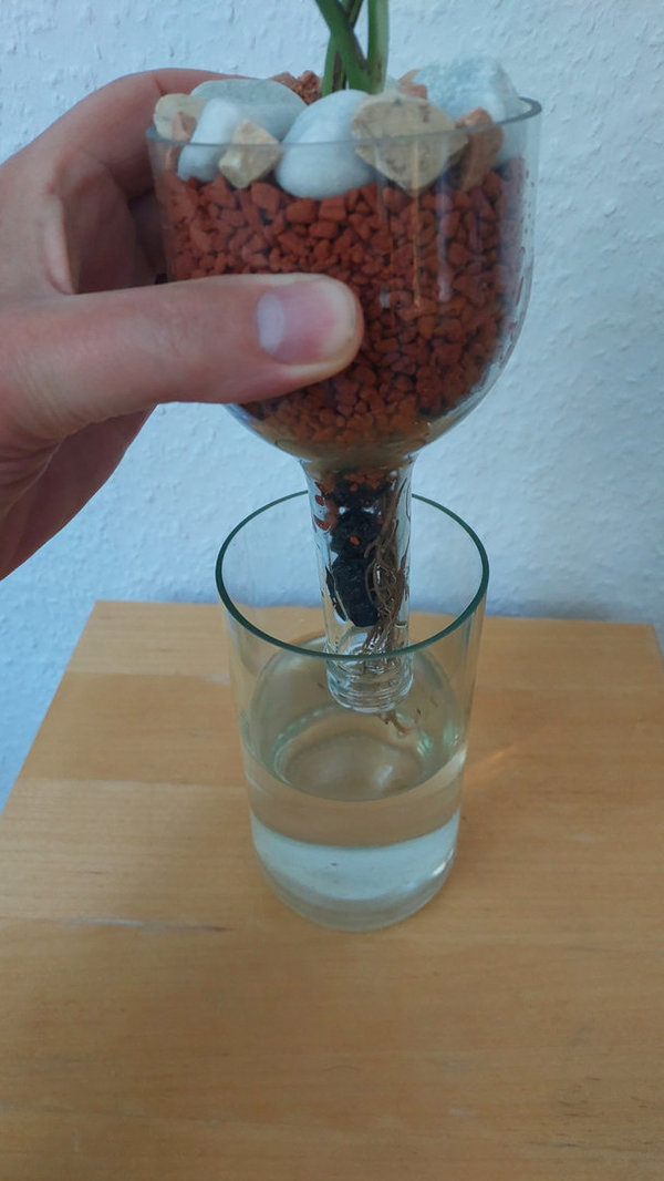 Efeutute im Upcycling-Flaschen-Glas