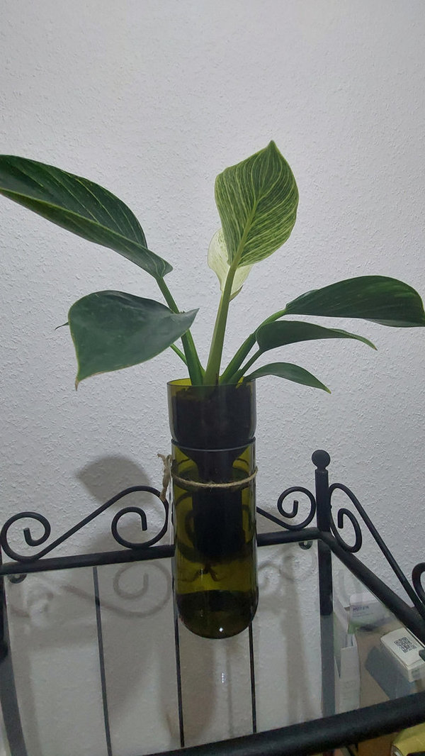 Philodendron Birkin im Upcycling-Hydro-Glas
